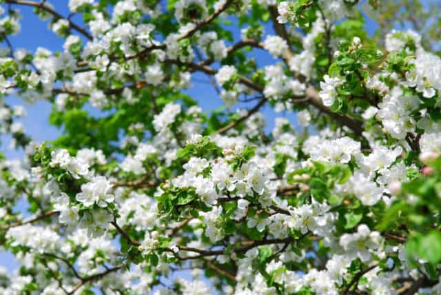 Een appelboom: reflecteert harmonie en de kracht van familiebanden.