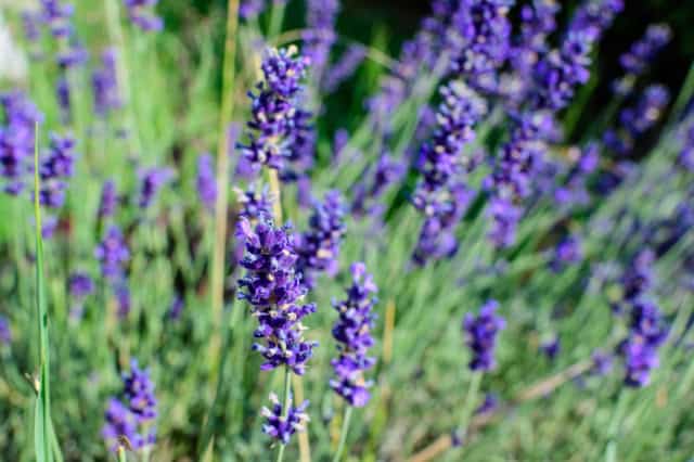 Lavendel. Dit symboliseert harmonie en emotioneel welzijn bij overbelasting