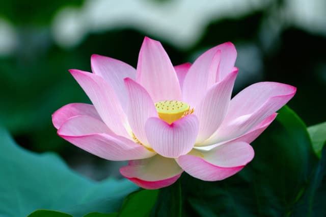 Lotus: staat voor spirituele groei en zuiverheid.