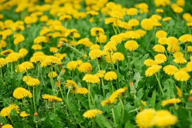 De paardenbloem: symboliseert veerkracht en persoonlijke ontwikkeling